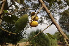 Ficus exasperata